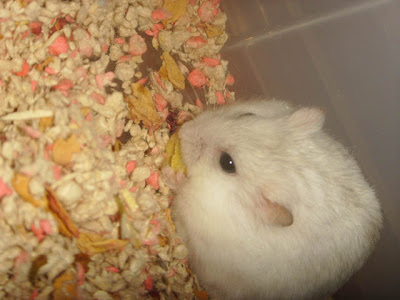 irrit with fruit loop