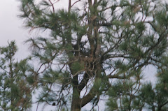 First sign of babies