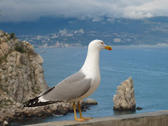 Swallow's Nest