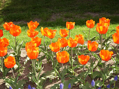 eu vejo flores em você...