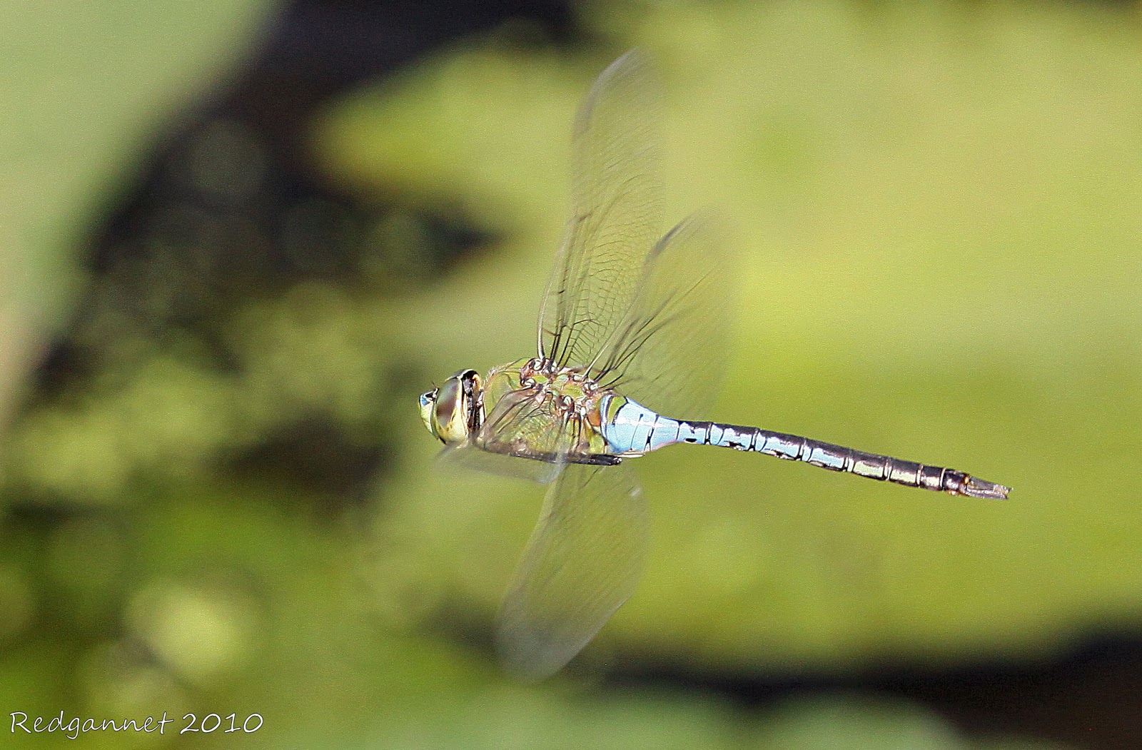 Houston Arboretum and Nature