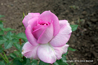 Rose Enchanted Evening