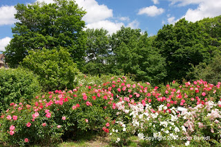 Maplewood Rose Garden, Rochester NY