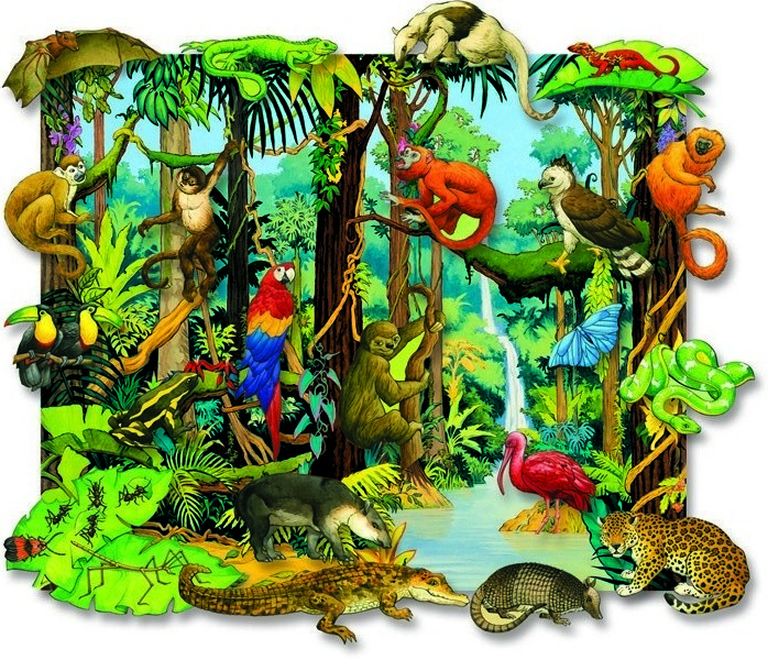 animals rainforest