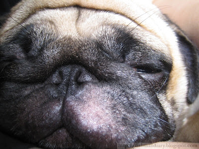 Half awake pug