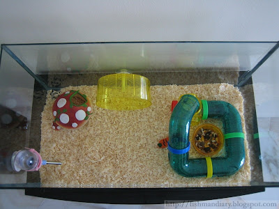 hamster fish tank