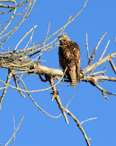 Bird of Prey