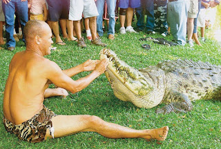 Gilberto Shedden Graham feeds 'Poncho', the crocodile that he cured and tamed after it was shot by a farmer, in Limon, Costa Rica. (Photo by Rafael Pacheco/Al Dia)