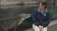 alligator feeding