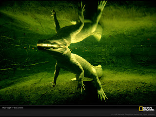 albino alligator