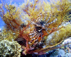 Lionfish, Indonesia