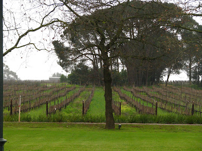 cape town wineries