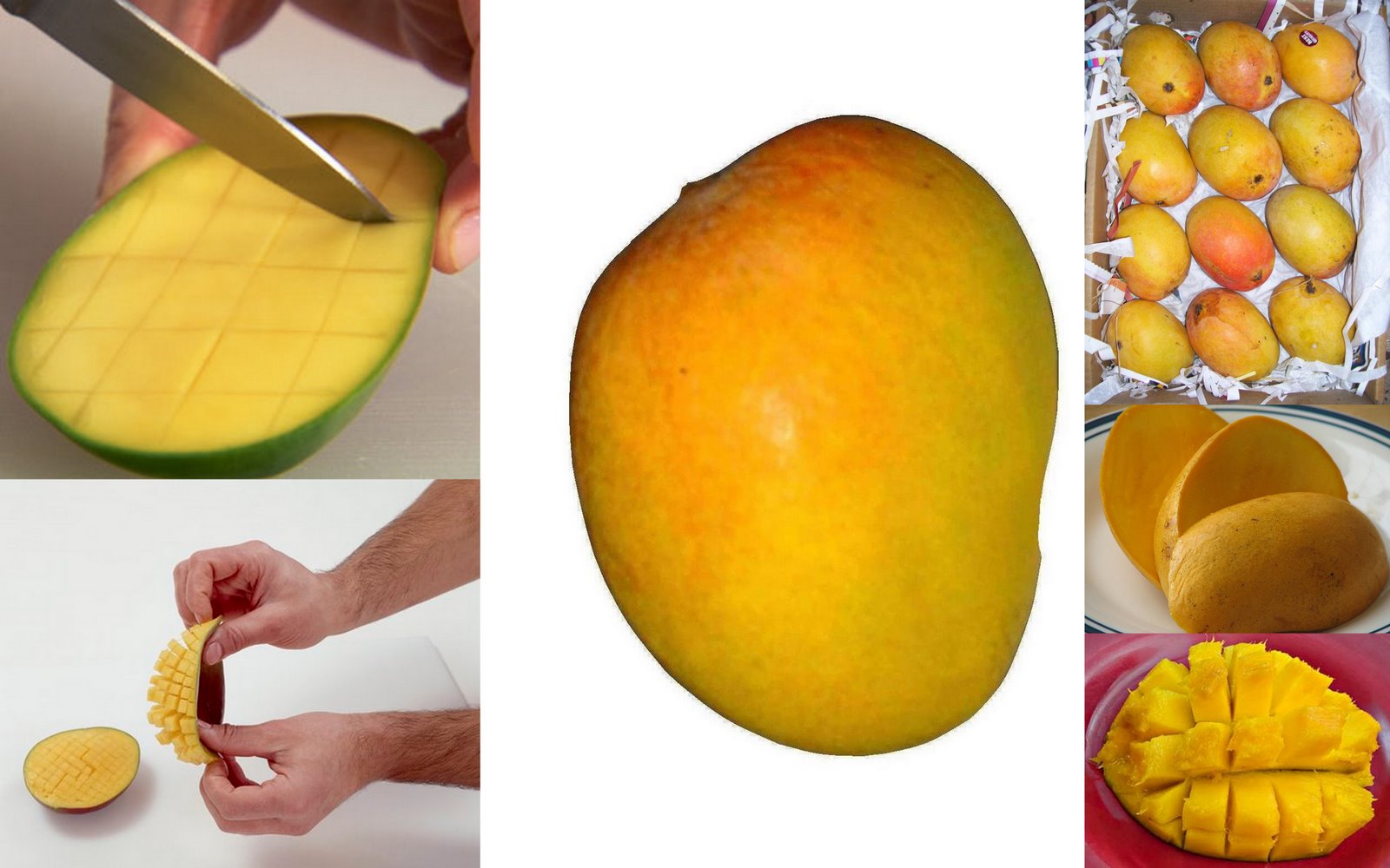 [mangocollage.jpg]