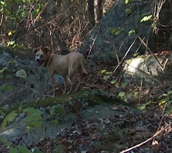 Squirrel Dog For Sale In South Carolina Squirrel Dog For Sale In South Carolina