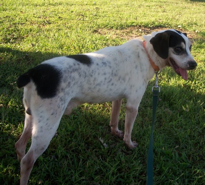 Squirrel Hunting Dogs For Sale In Arkansas Squirrel Hunting Dogs For Sale In Arkansas