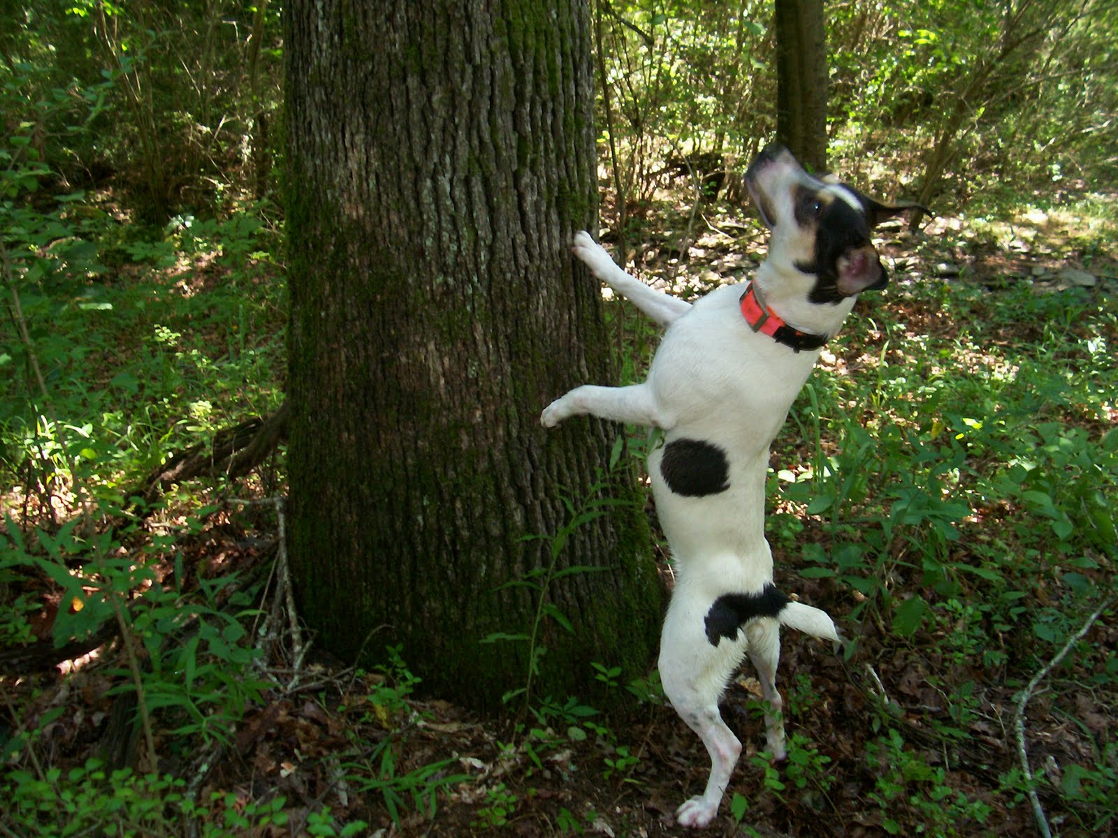 Galla FeistSquirrel Dog Hunting Photo Gallery Mister Wilkes