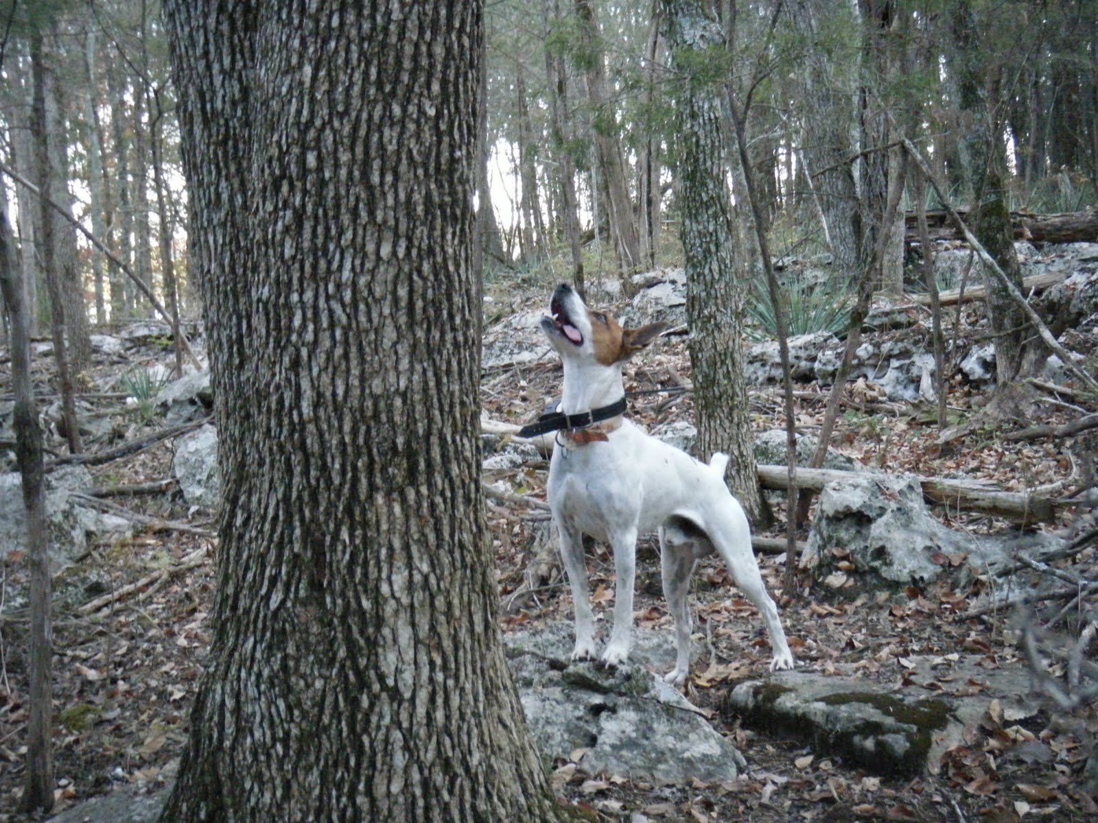 Feist Squirrel Dogs For Sale In Nc Feist Squirrel Dogs For Sale In Nc