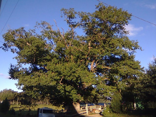 [quercus00.jpg]