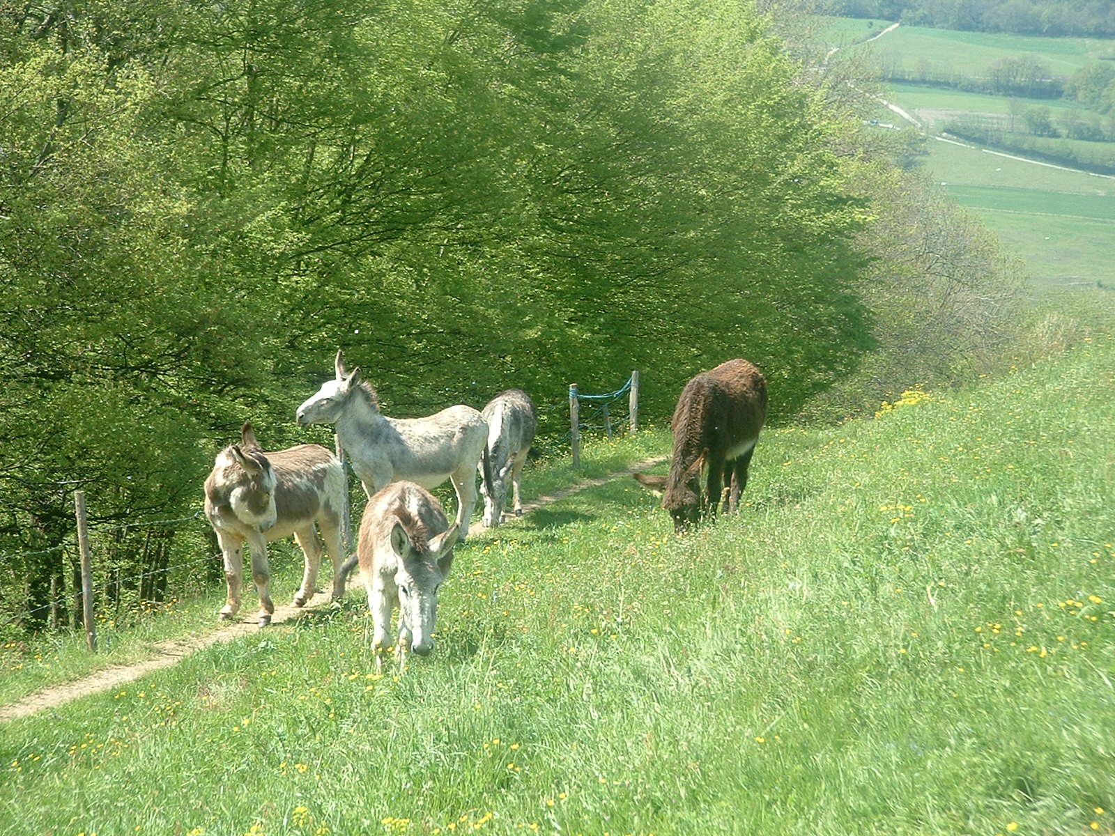 [donkeys.JPG]