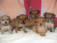 Second Litter