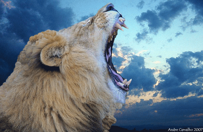 [andre-carvalho-sporting-lea.png]