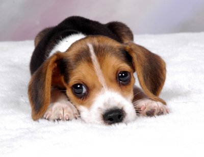[Beagle%20puppy%20400.jpg]