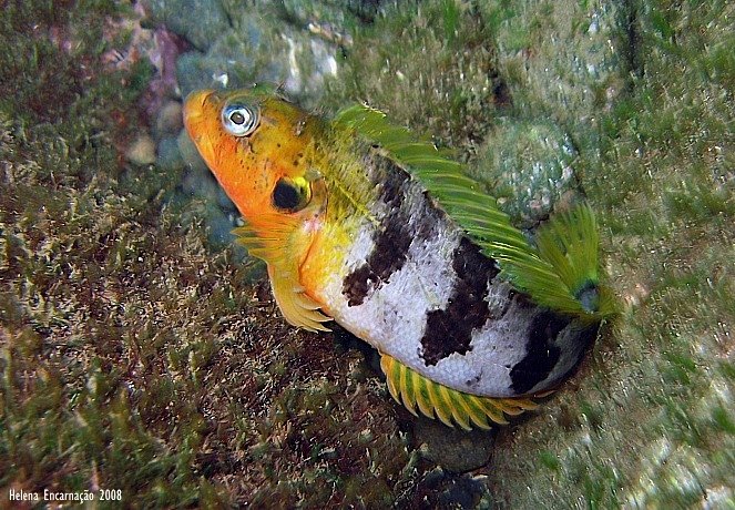 [Labrisomus_nuchipin06.jpg]