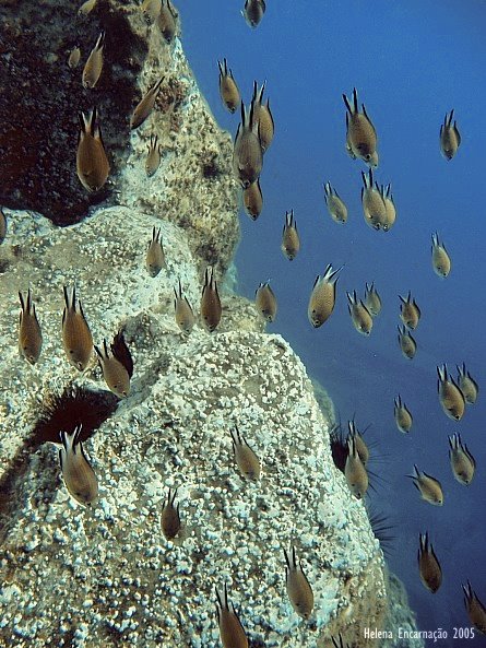 [castbaiai_j_rs.jpg]