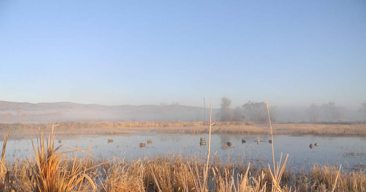 The Wild Life The Waterfowl of Montana