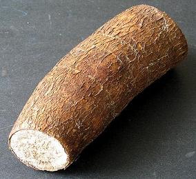 [tapioca+root.jpg]
