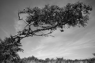 cornish blackthorn tree windswept