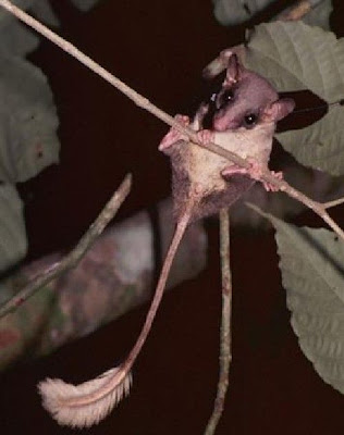 Ptilocercus%20lowii.jpg