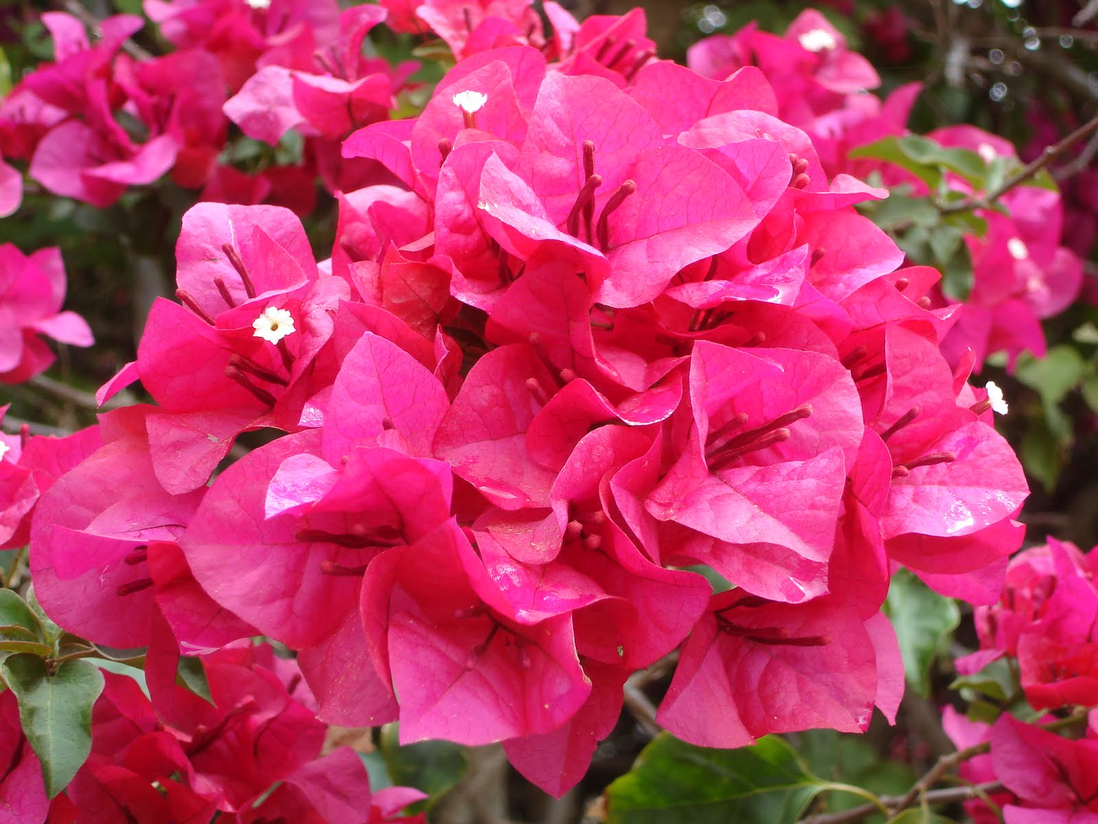 The Tiny Skillet Crab Salad Nigiri Sushi