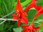 Crocosmia, a Hummingbird favorite