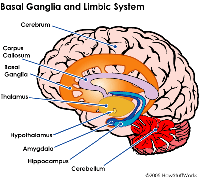 PSYCO 104: Neuroscience