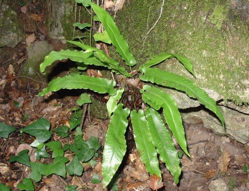 [asplenium.bmp]