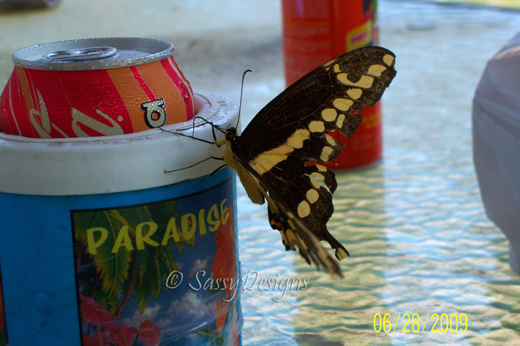 [Butterfly5.jpg]