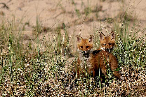 Red Foxes Adaptations