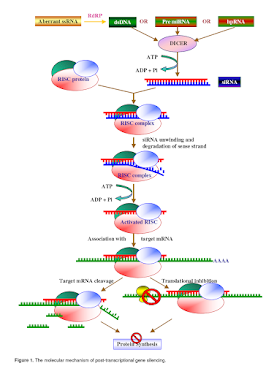 RNAi (gene silencing) Published in Journal Of Med. Plant Res.