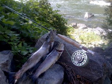 7/29/08: Beautiful Trout from the Madison River