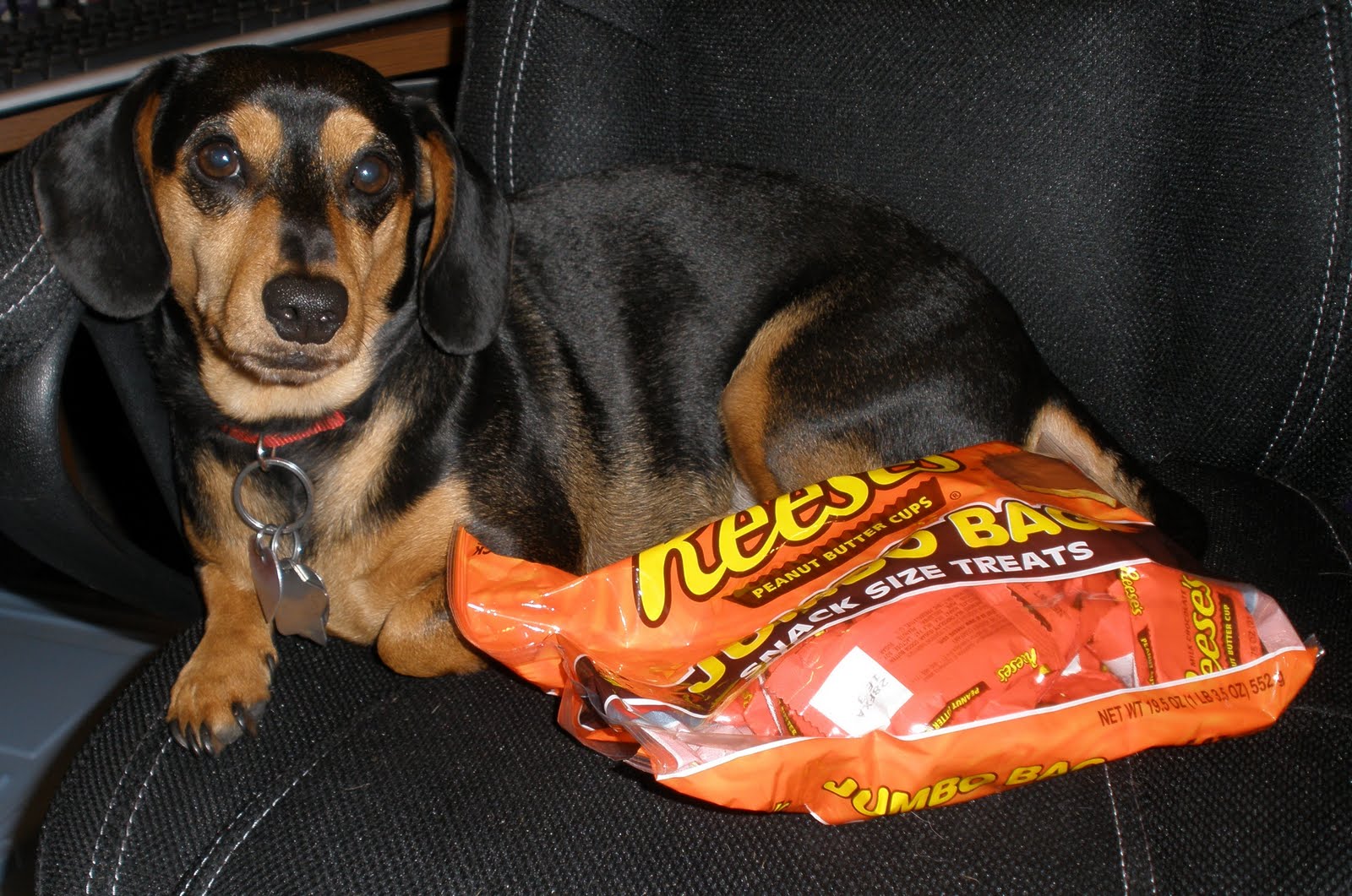 For The Love of Wiener Dogs Happy Halloween!