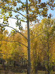 fall
