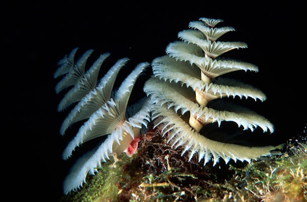 omatikaya from pandora to earth christmas tree worm predators