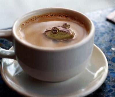 Hier können Gäste schreiben - Seite 27 Frosch,kaffee