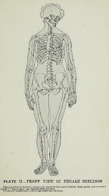 CG Database: Free eBook Download! Human Anatomy for Art Students.
