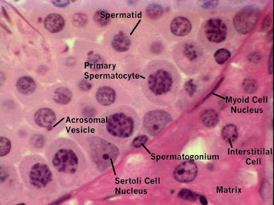 Tecnología Médica Mención Morfofisiopatología y ... labeled sperm cell diagram 