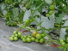 pokok tomato yg berusia 5bln dpt hasilkan 4-5kg