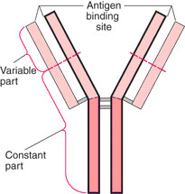 struktur antibodi