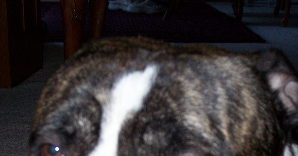 HardyHaar Tell your creepy dog to stop staring at me...