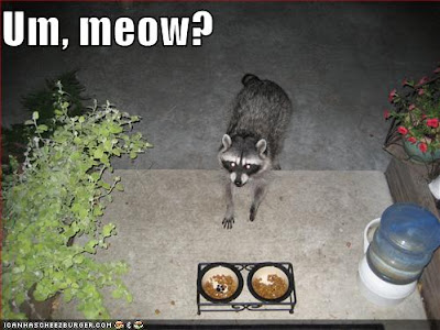 Фотографии Funny-pictures-raccoon-pretends-to-be-cat